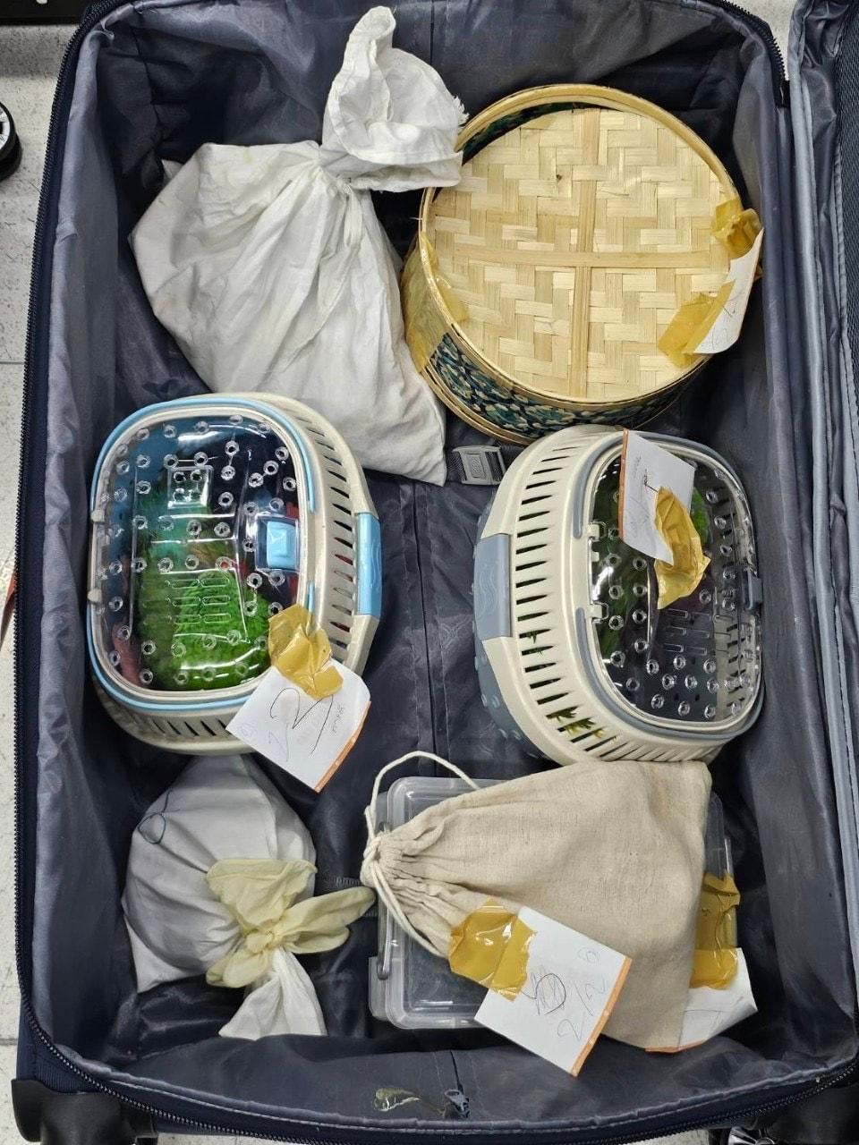 泰國海關查獲大批走私動物,被裝在塑膠盒等容器,藏入行李箱試圖闖關。(圖/翻攝自泰國海關粉專)