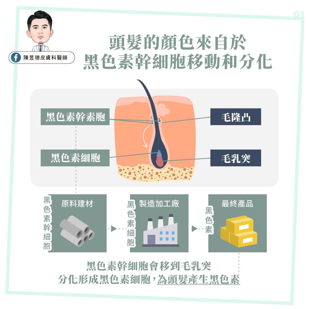 頭髮顏色來自黑色素幹細胞的移動跟分化。（圖／陳昱璁醫師提供）