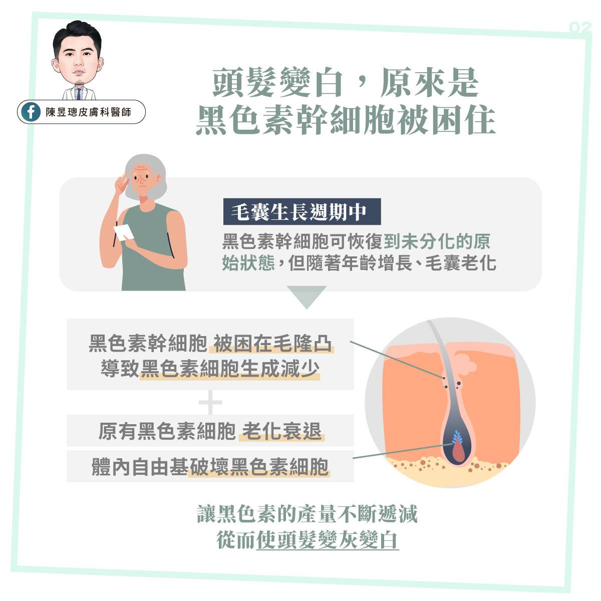 頭髮變白是因為黑色素幹細胞被困住。（圖／陳昱璁醫師提供）