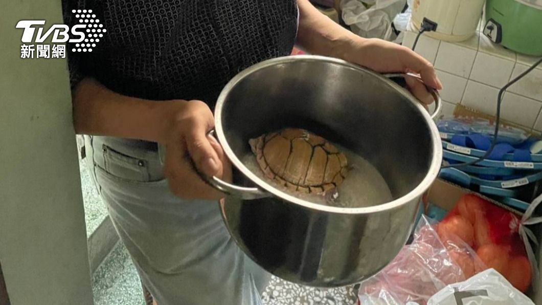 台南鎮店龜曬太陽遭竊 電鍋內找到已鋪好白米險成「烏龜飯」