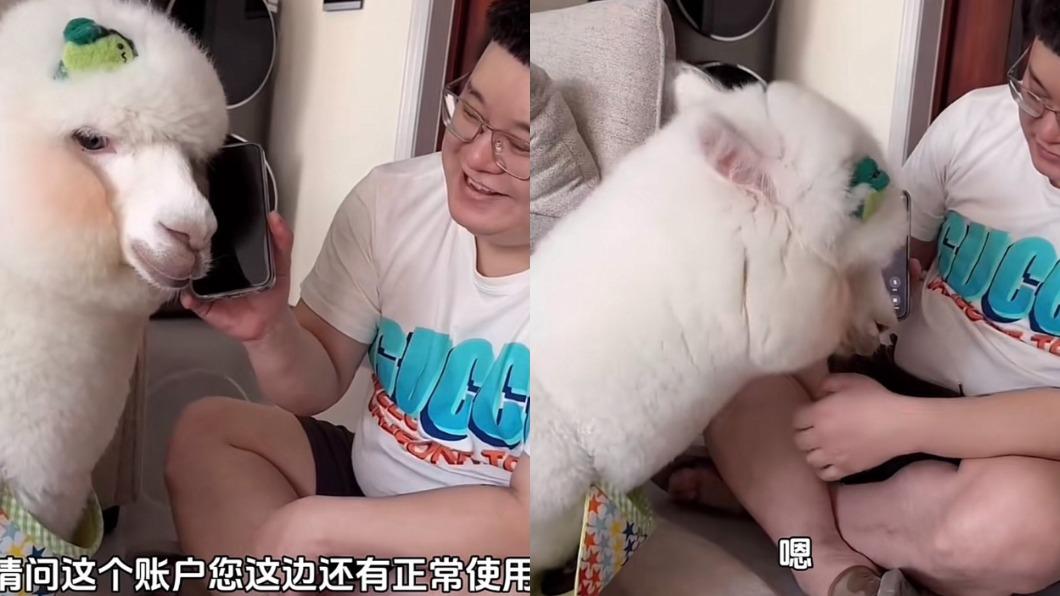 草泥馬接詐騙電話！「1個字」神回應犯罪集團　療癒結局笑翻