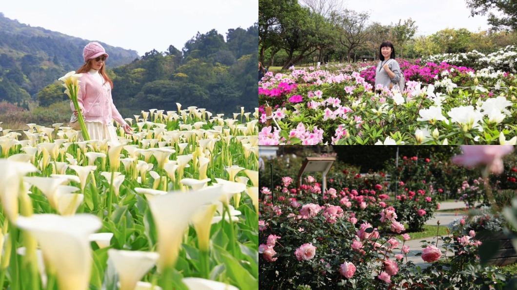 春季限定美景!2024竹子湖海芋季登場 「台北3大花海」快追
