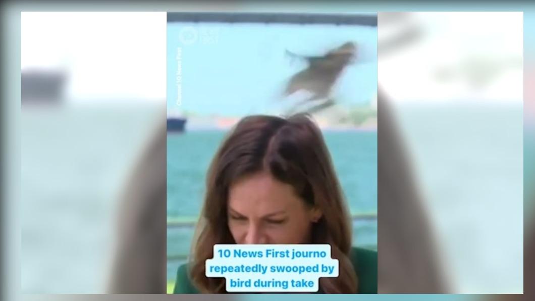 圖/翻攝自 X@10NewsFirstSyd