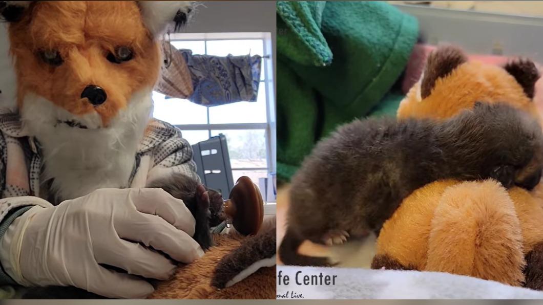 動物收容人員「人代狐職」。(圖/翻攝自 FB)
