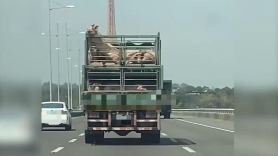 豬爬上同伴的身體,下一秒跨過車子柵欄「越獄」。(圖/翻攝自屏東小鎮資訊)