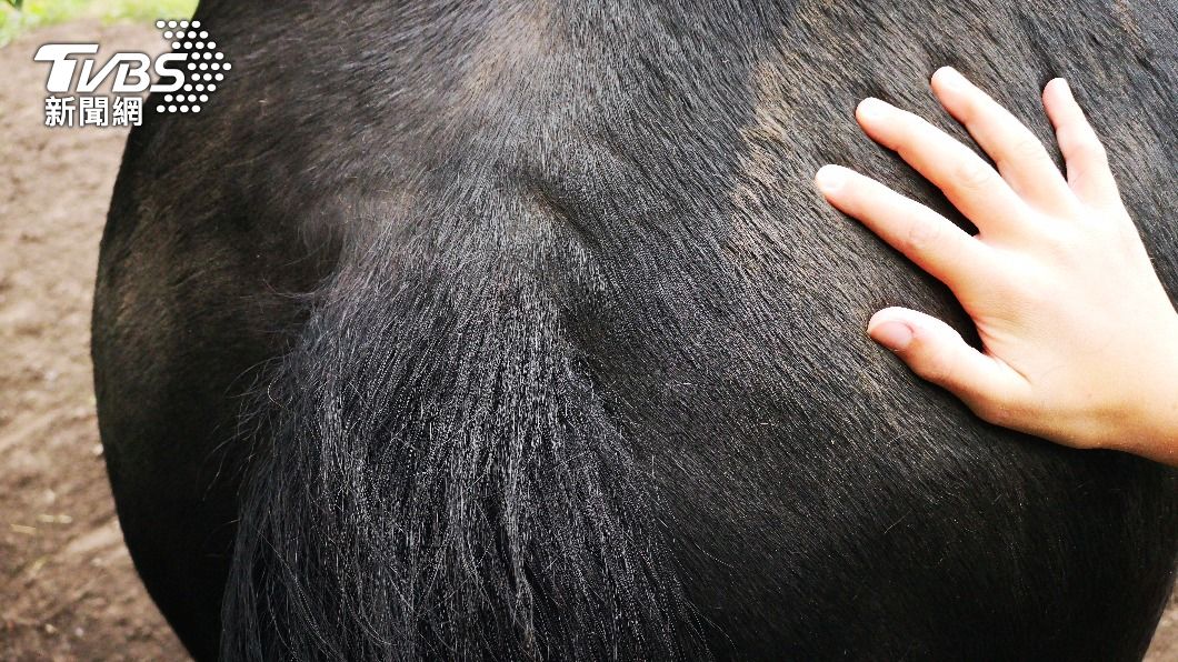 19歲男性侵2母馬！偷闖泰馬場「抬尾巴狂搗」　孕馬慘流產