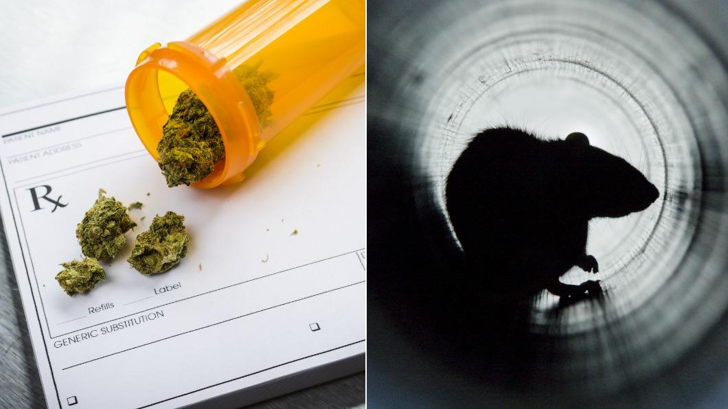 美警察大樓鼠輩橫行「大麻證物全被吃光」 局長嘆:牠們有夠嗨