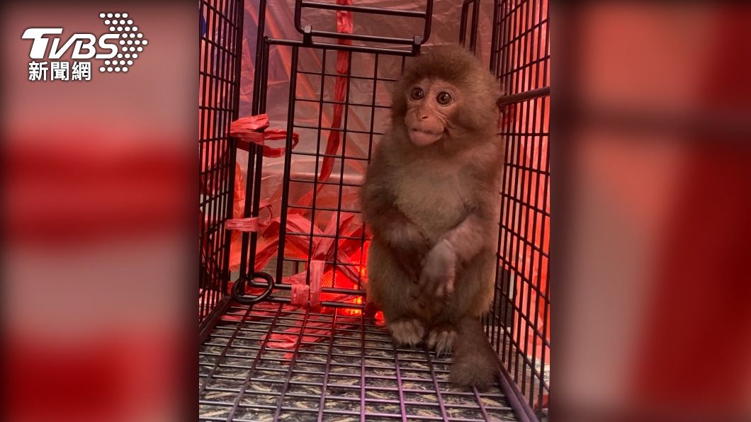 板橋驚見小萌猴穿梭巷弄 動保員使出「雞排誘惑術」