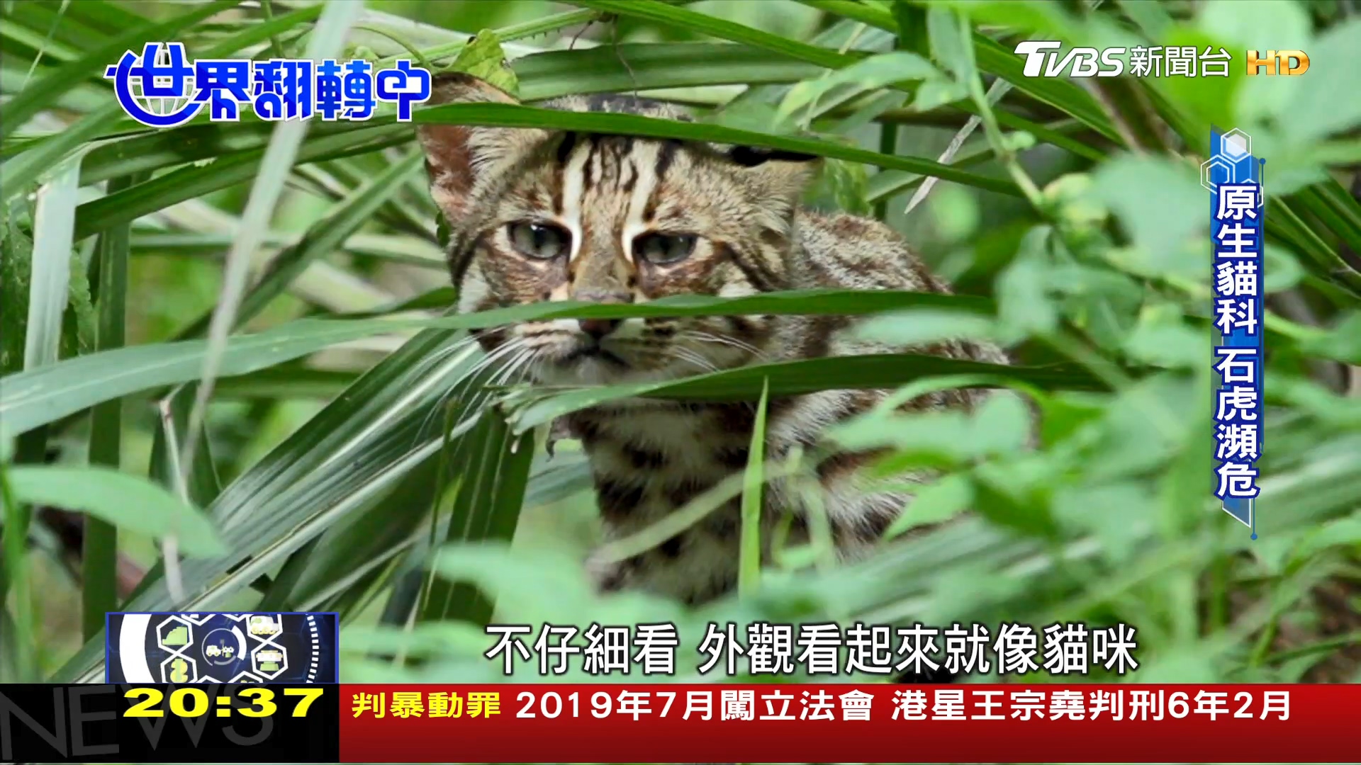 圖/TVBS