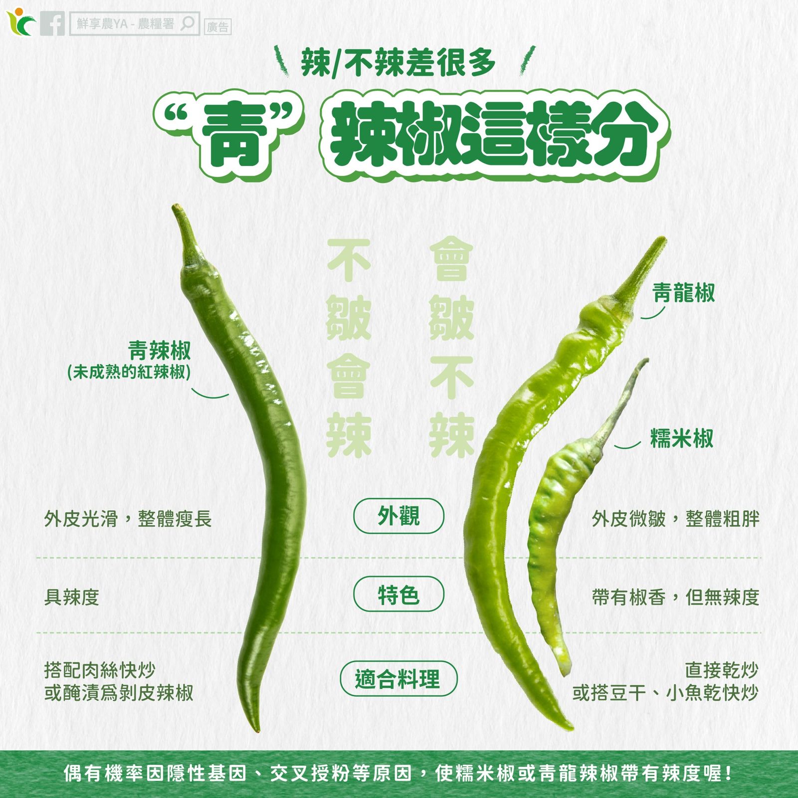 從外表「皺不皺」,就可以輕鬆判斷青辣椒「辣不辣」。(圖/翻攝自鮮享農YA - 農糧署臉書)