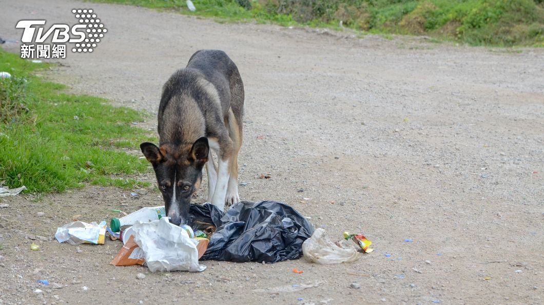 浪犬逛街「叼人類斷臂」！血肉畫面曝　印醫院：病患手被偷