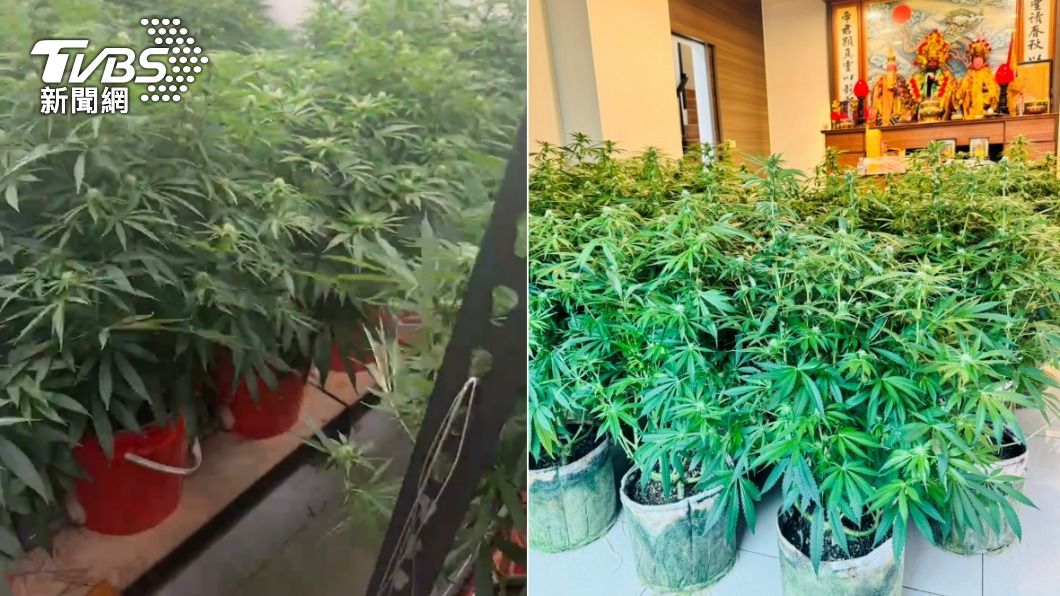室內裝修師傅斜槓「農夫」　自費赴泰拿證照種千萬大麻