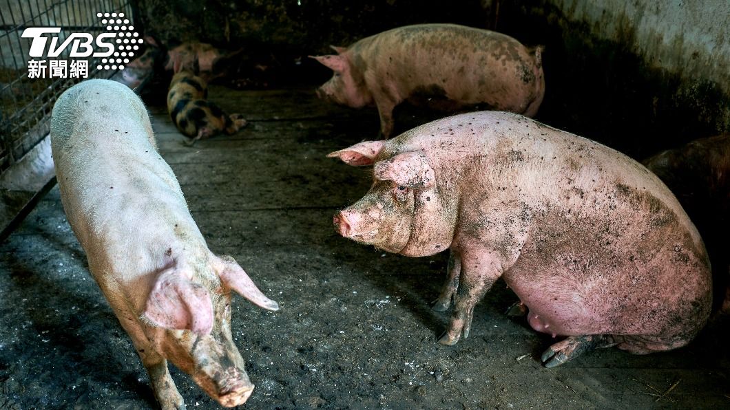 生父將兒子遺體棄於豬圈內任由豬啃食。(示意圖,非當事畫面/shutterstock達志影像)