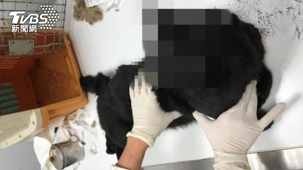 酒空學弟潛入學姊房間偷貓　她開門驚見⋯愛貓陳屍血泊中