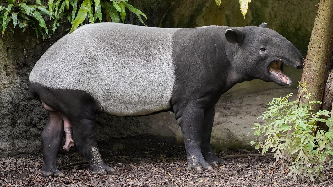 戀上「櫻花貘」!北市動物園馬來貘「貘豆」赴日傳宗接代