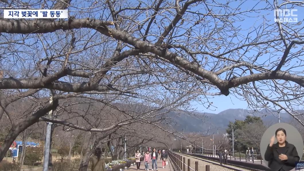 氣候異常!南韓櫻花季「沒櫻花」30年首見 主辦:活動延一周