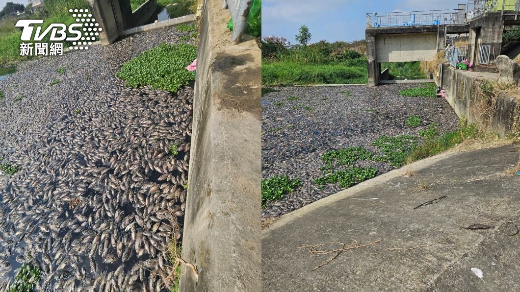 超臭！台中大里上萬魚「集體翻白肚」　環保局揭致死原因