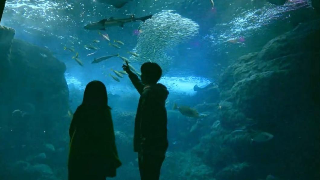 新江之島水族館8,000條沙丁魚群規律遊動相當壯觀。(圖/民眾提供)