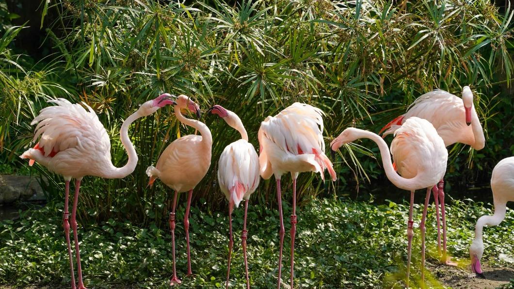 家長們哀號!北市動物園門票「漲快1倍」 4月正式上路