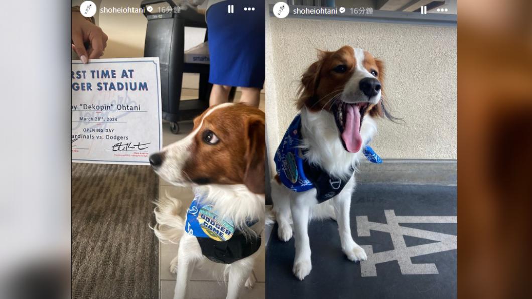 大谷翔平在IG貼出多張愛犬Dekopin的萌照。(圖/翻攝自大谷IG)