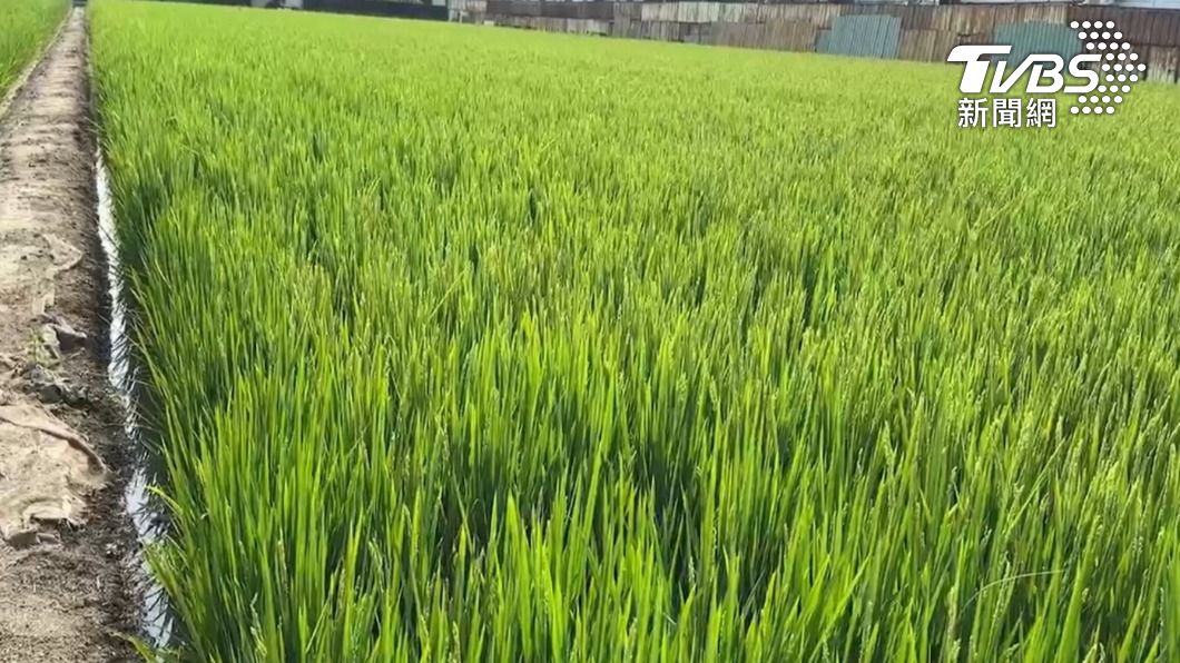 附近民眾指出，因為這裡有種植水稻，才有有那麼多蚊子。（圖／TVBS）