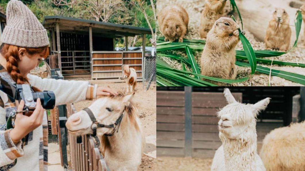 超過20種動物萌翻!桃園「南法親子莊園」百元爽玩一整天