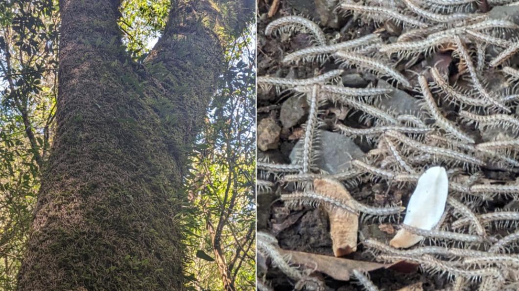 7.2地震「1個月前早預言」?千隻馬陸爬竄 在地人驚:上次是921