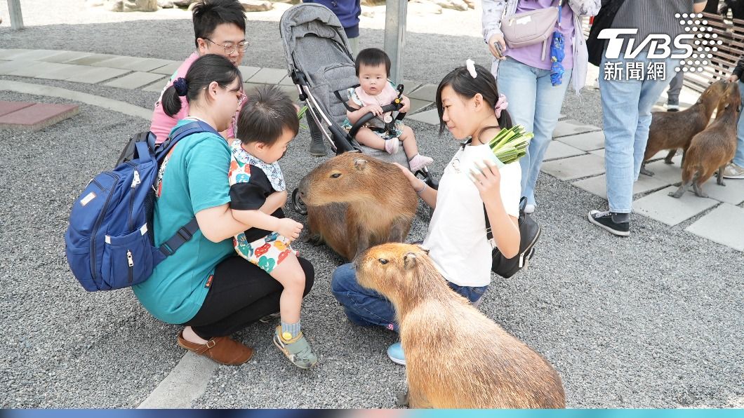 萌翻兒童節！這裏能與「丁滿」近距離接觸
