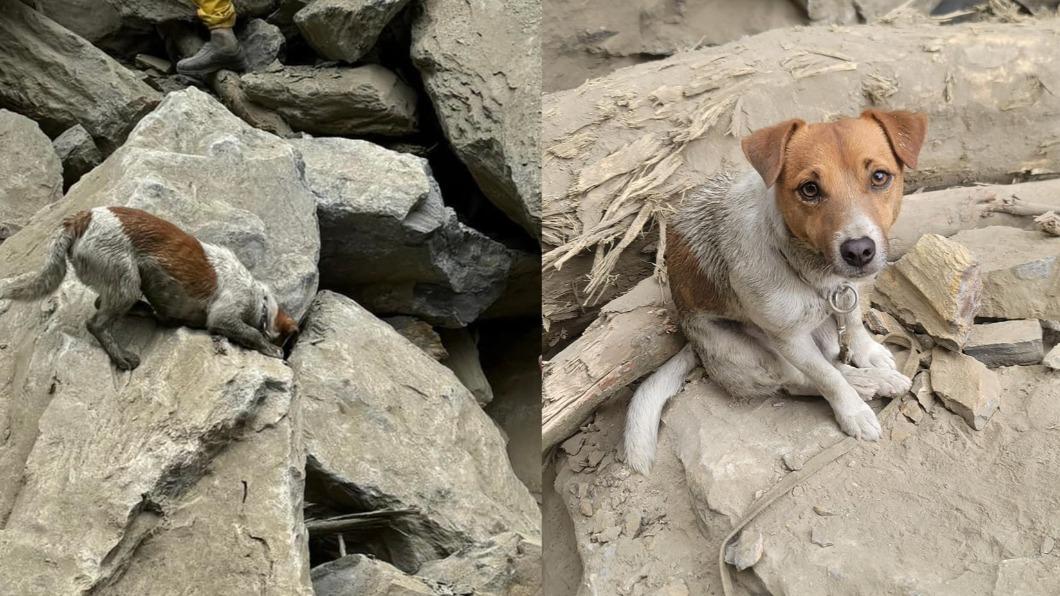 曾在403地震立大功 「特搜小鋼砲」搜救犬Wilson墜樓重摔亡