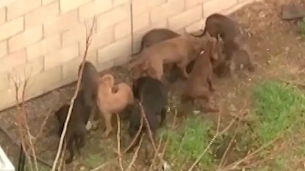 自家後院養13隻比特犬!主人遭狗群猛咬 失血過多陳屍狗籠