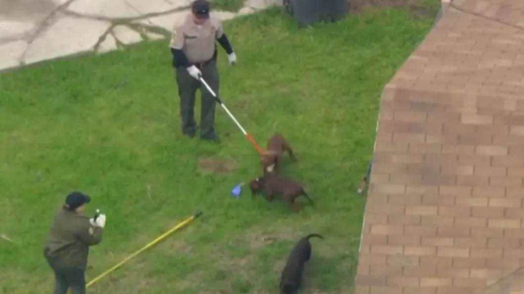 13隻比特犬已被抓獲並被安樂死。(圖/翻攝自鏡報)