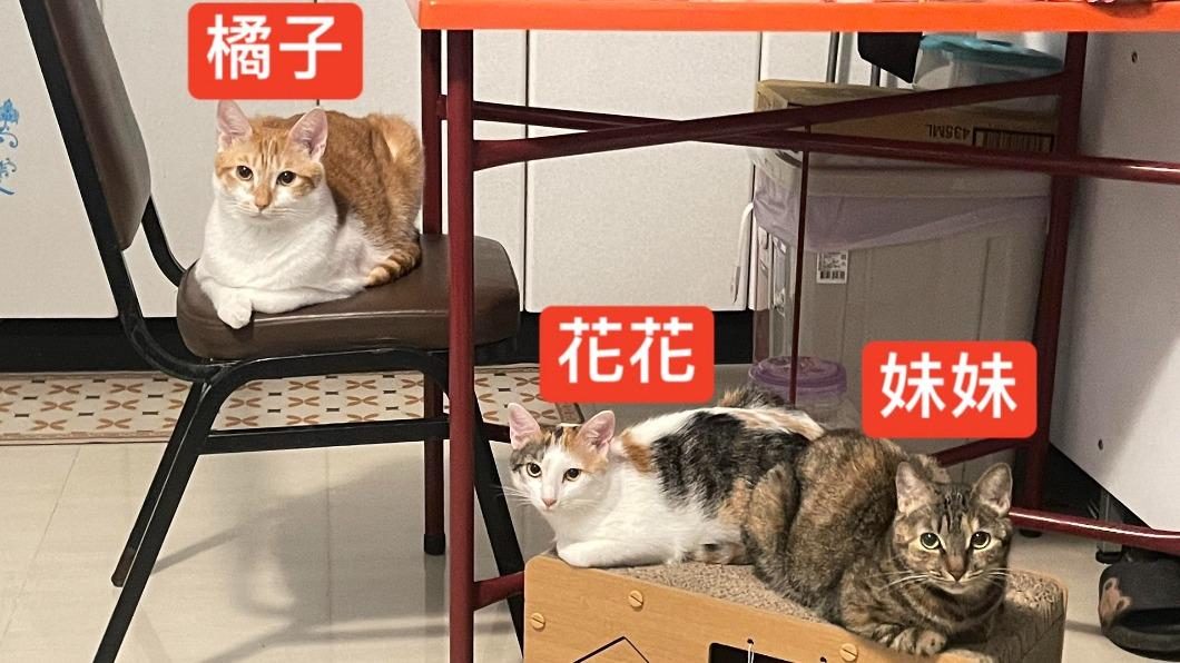 余姓飼主還養了另外兩隻貓,日前也發文請網友協尋。(圖/飼主提供)