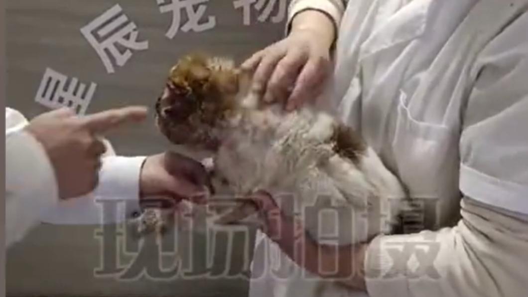 小狗受傷嚴重,最終被安樂死。(圖/翻攝自《經視直播》微博)