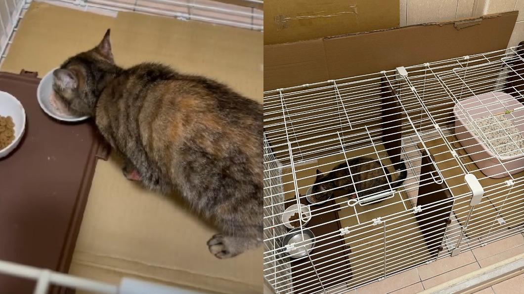 虎斑「妹妹」目前已出院返家。(圖/飼主提供)