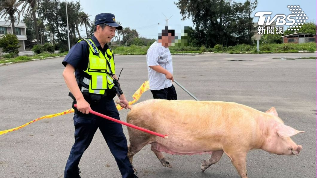 比抓通緝還累?百斤母豬落跑逛大街 雲林警拉封鎖線、棍子追捕
