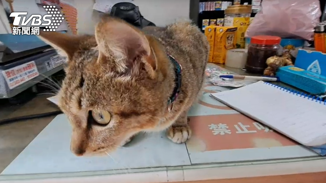 貓咪將垃圾咬出門外,女移工外出打掃剛好躲過一劫。(圖/TVBS)