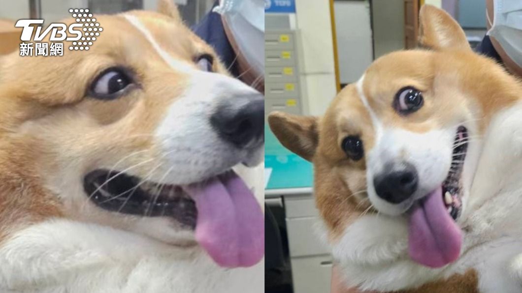 胖柯基迷途亂上車!警曝特徵「腿短搔不到頭」 飼主秒現身