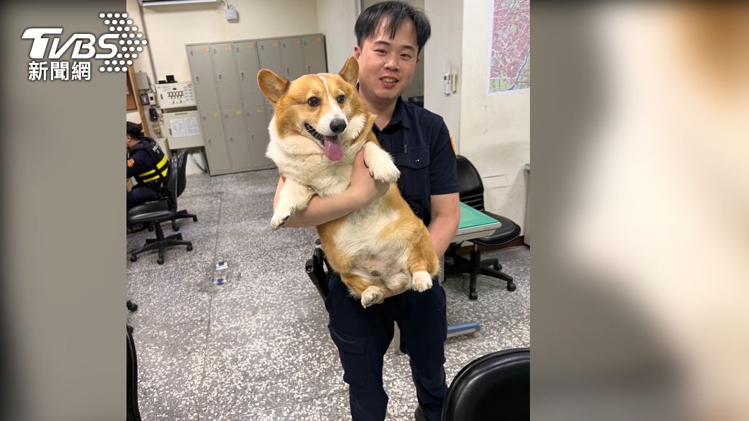 柯基可愛模樣讓員警直呼想收編警犬。(圖/TVBS)