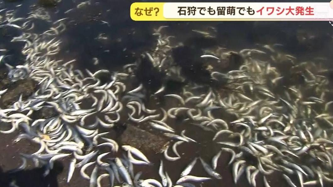 天有異象？北海道沿岸湧上萬沙丁魚　居民憂：天災跡象