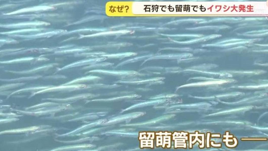 大量沙丁魚聚集(圖/翻攝自日本HTB北海道新聞截圖)