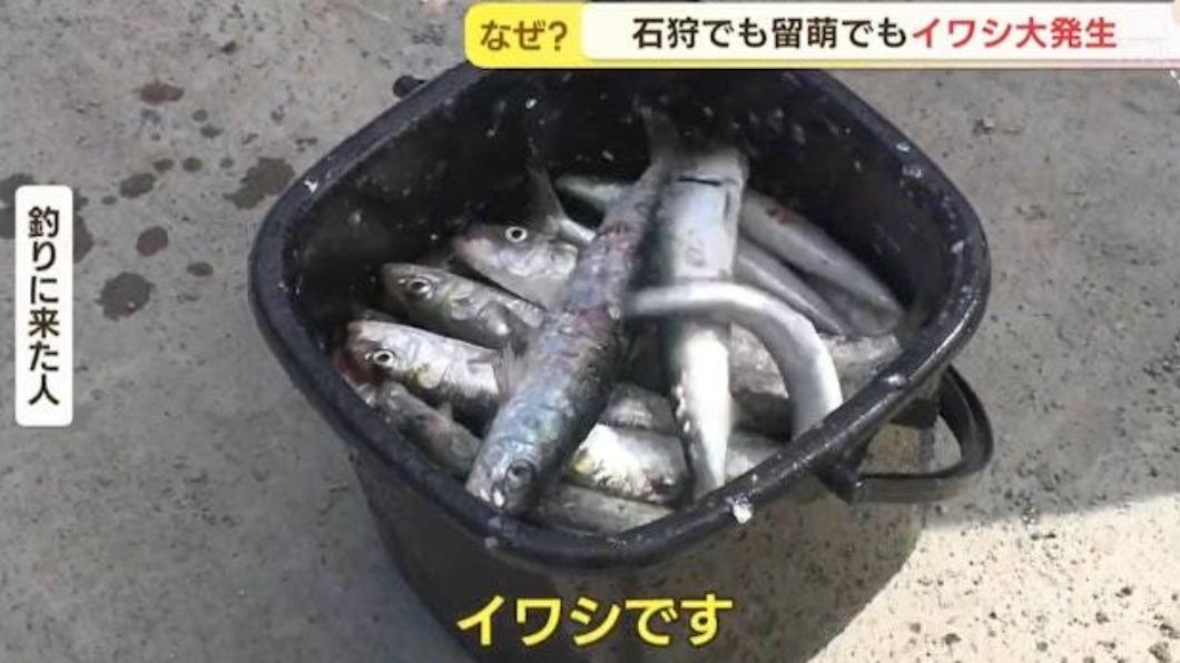 市民表示已經釣了很多沙丁魚收穫豐富數量有約100條(圖/翻攝自日本HTB北海道新聞截圖)