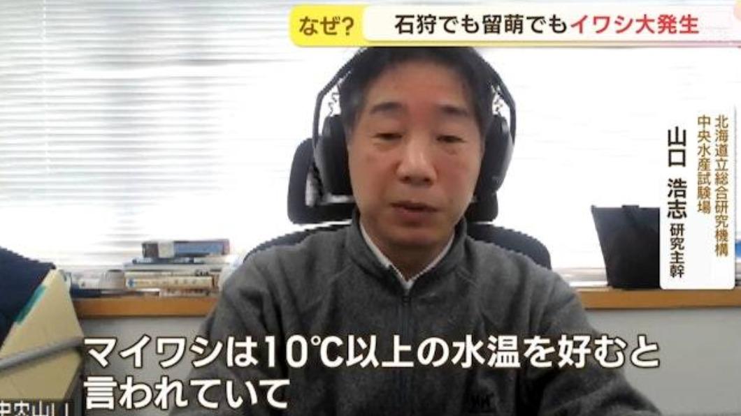 專家表示沙甸魚偏好10 °C或以上水溫的水域,本來不應在冬天的北海道出沒(圖/翻攝自日本HTB北海道新聞截圖)