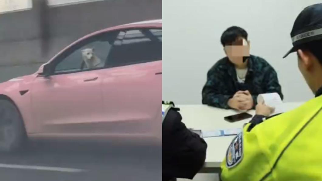 狗狗開車,主人遭到開罰。(圖/翻攝自微博)