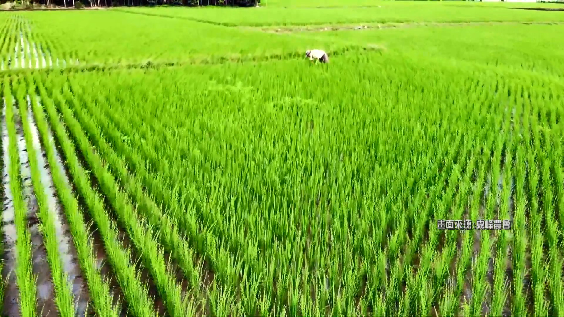 圖/畫面來源霧峰農會