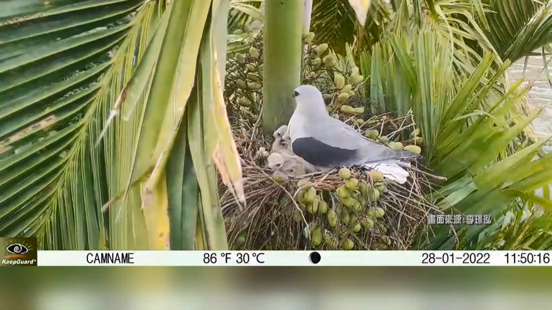 圖/畫面來源李璟泓