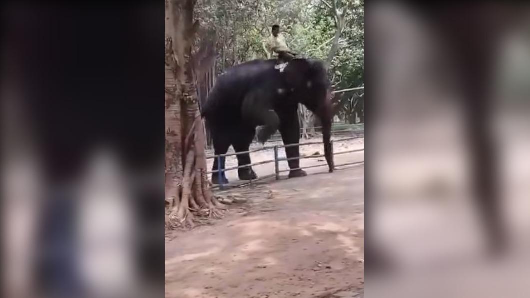 遭受攻擊的少年是訓象師阿里的兒子,事發時他正坐在象背上。(圖/翻攝自X@videosfunny132)
