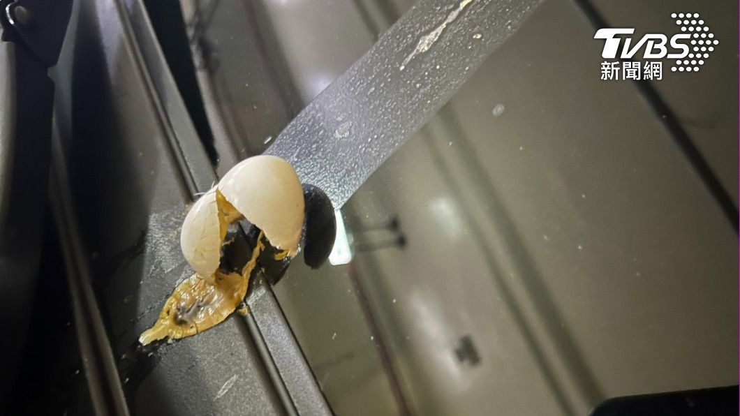 獨/「天降鳥蛋」汁液飛濺擋風玻璃 駕駛憂禽流感怎麼清
