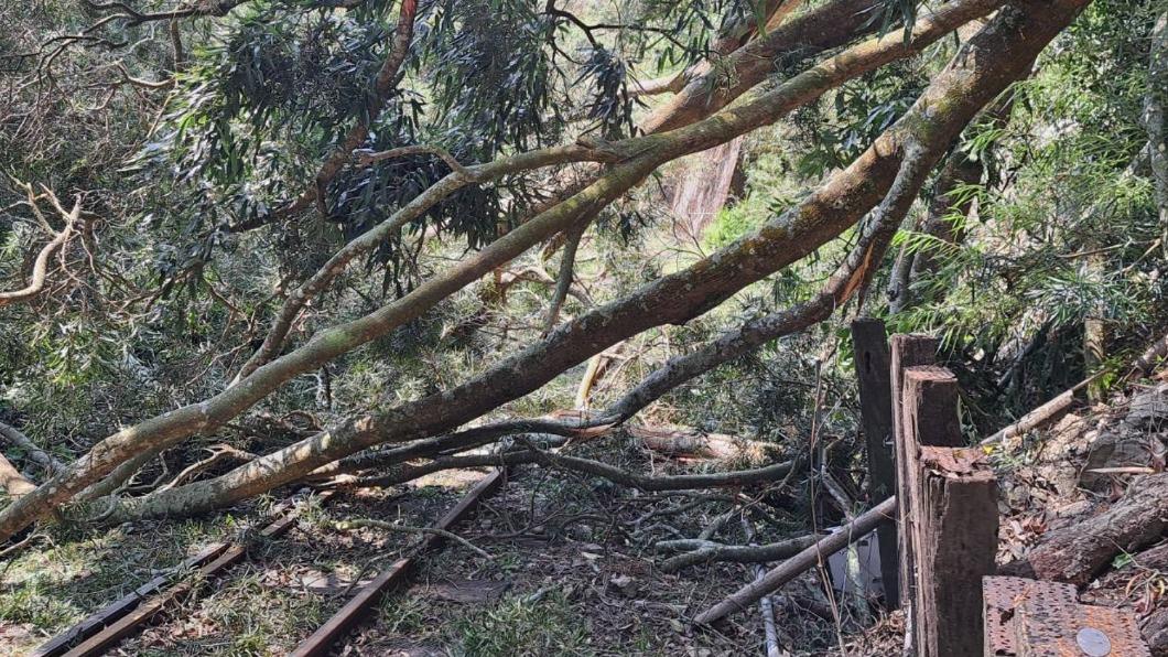 嘉義半個月19震!阿里山林鐵樹倒橫臥鐵軌 影響562旅客