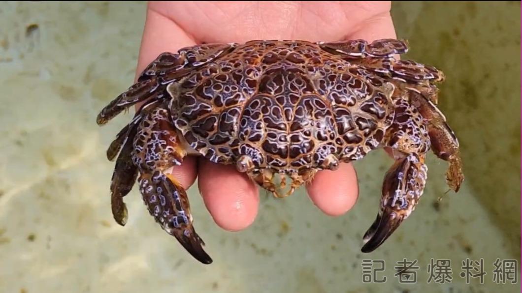 一口上天堂!澎湖驚見「世界最毒螃蟹」 毒素可殺死500人