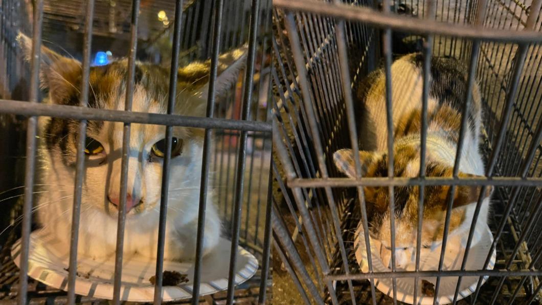天王星「花花」成功獲救！飼主激動報平安　只剩歐膩沒出來